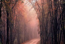 战火再燃，中国选手崭露头角，英姿飒爽，斩获金牌